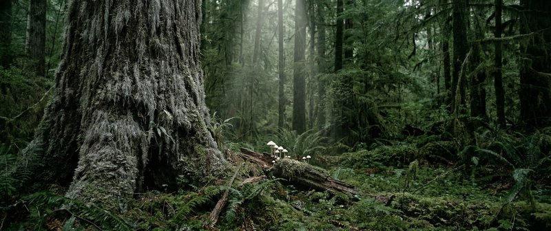 Dense mossy forest scene with a colossal tree trunk and cluster of white mushrooms on a fallen log