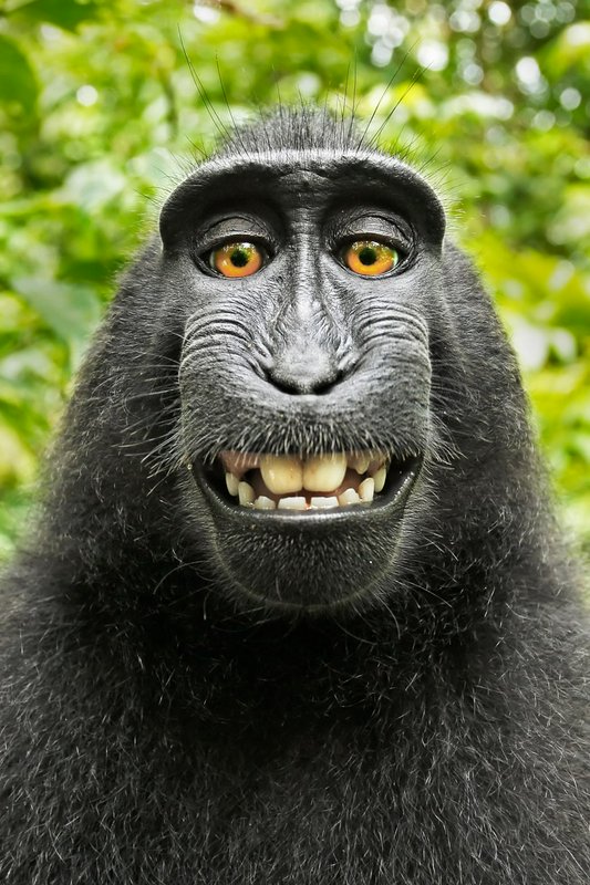 Close-up of a smiling chimpanzee with dark fur and amber eyes in a green forest background