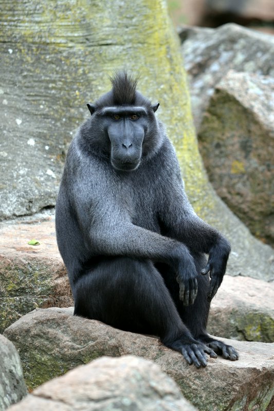 Western chimpanzee sitting on rocks in a rocky enclosure with a calm, contemplative posture.