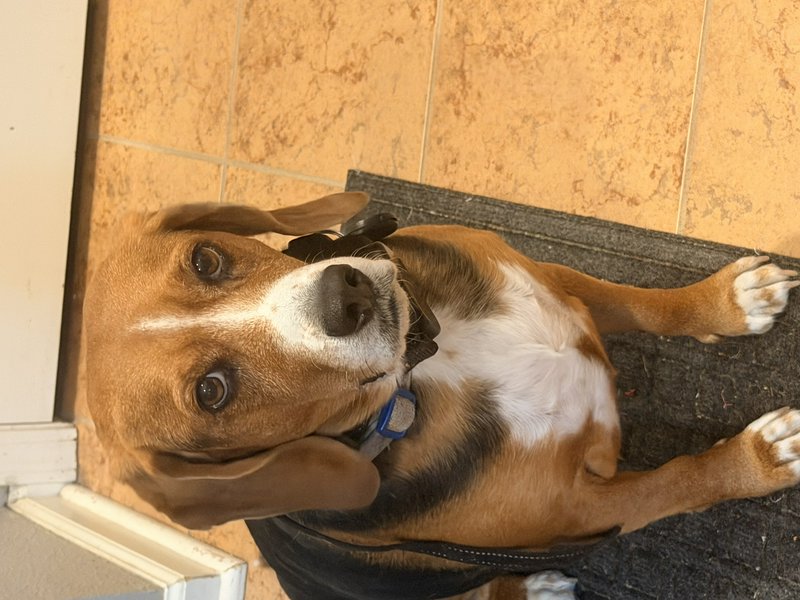 Overhead view of a floppy-eared brown and white basset hound looking up curiously from a home ent...