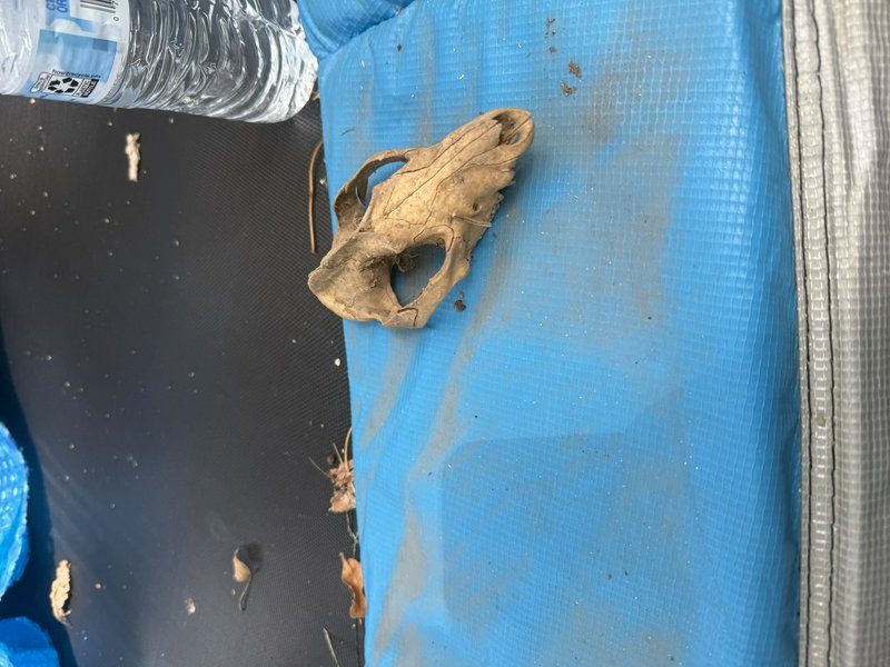 Weathered light brown small mammal skull resting on a dusty bright blue woven camping tarp