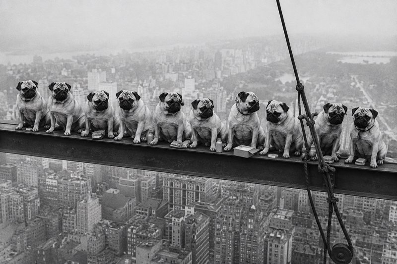 Row of seated pug dogs lined up on a high skyscraper steel beam, vintage black and white city skyline background.