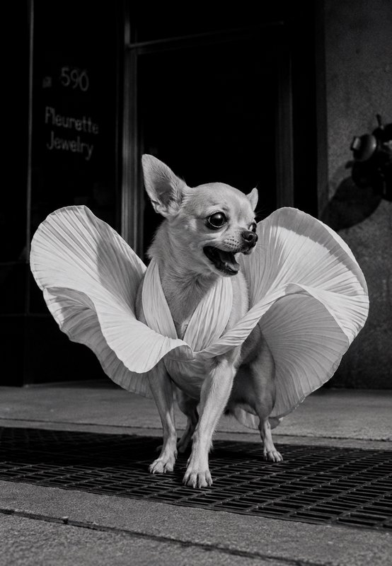 Black and white portrait of a wide-eyed chihuahua wearing a dramatic pleated ruffle outfit standing on a city sidewalk