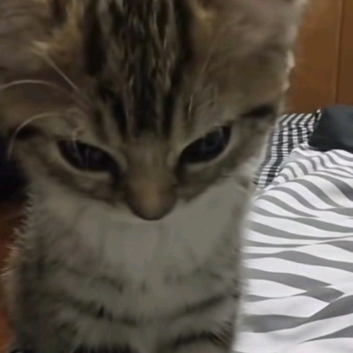 Close-up of a tabby kitten with striped fur looking downward on a striped bedspread.