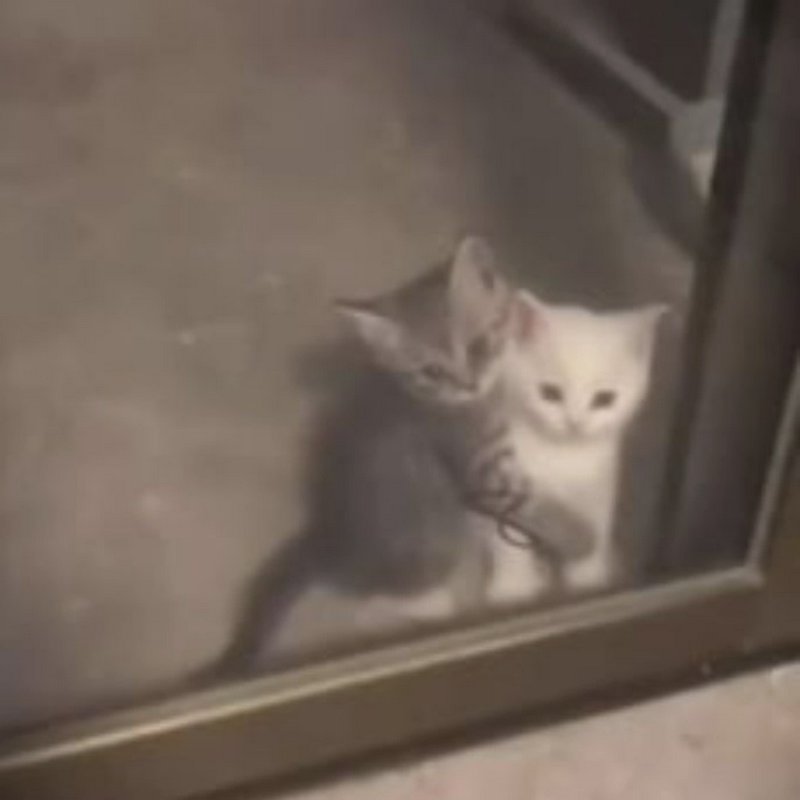 Two kittens peering through a glass door, one white and one gray tabby, looking inside.