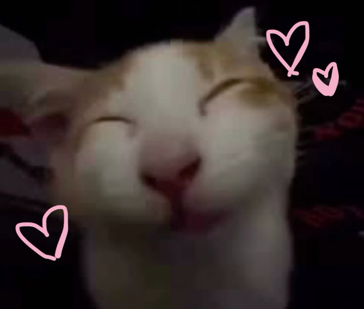 Close-up of a smiling white cat with pink heart doodles overlay.