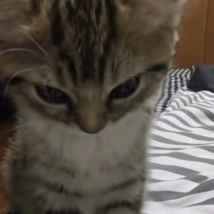 Close-up of a tabby kitten with striped fur looking downward on a striped bedspread.