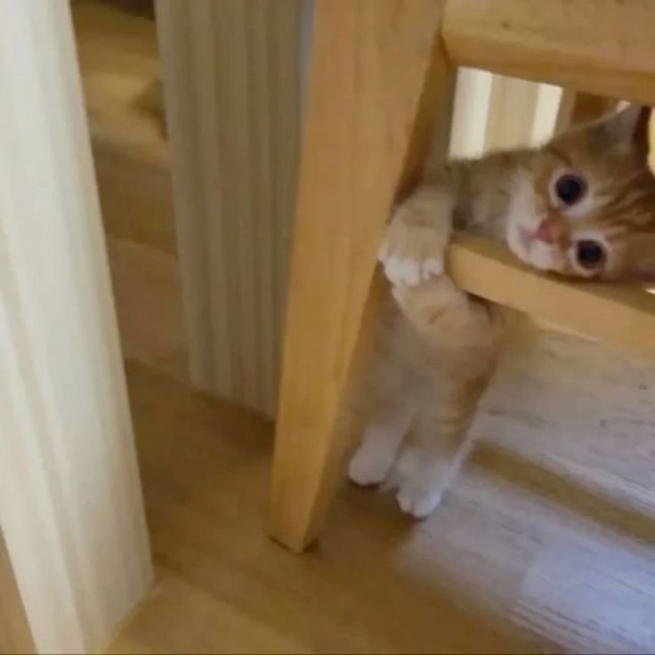 Adorable orange kitten peeking through wooden staircase supports indoors