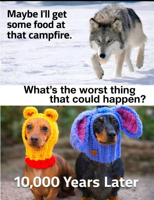 Wolf in snowy terrain chasing prey, paired with two dogs in knitted hats; meme text about evoluti...