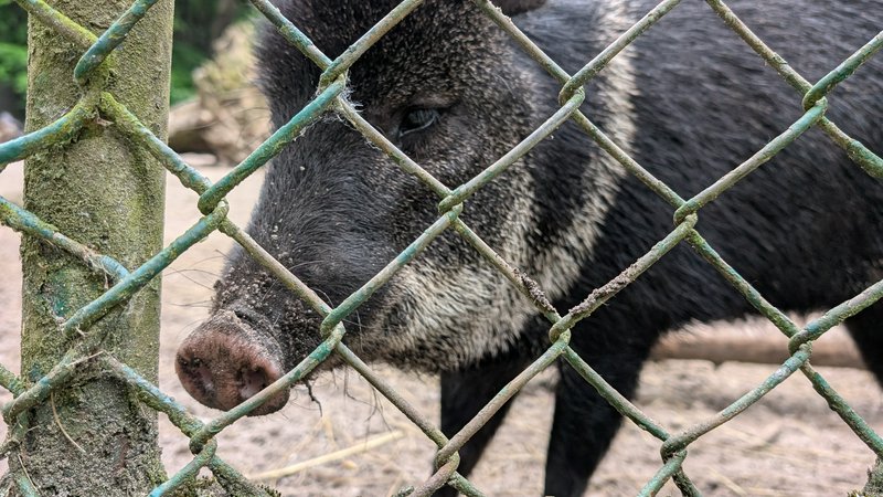 Close-up of a collared peccary (javelina) with a muddy snout, behind a weathered chain-link fence...
