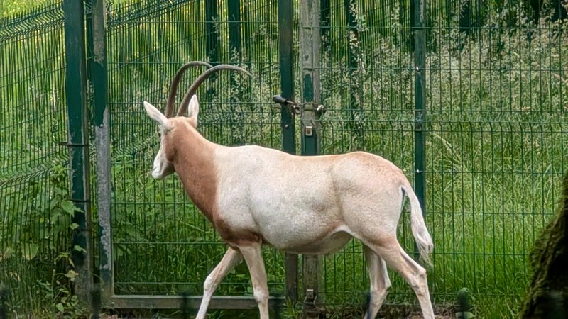 Scimitar-horned oryx with long curved horns walking inside a green fenced zoo wildlife enclosure, viewed from behind