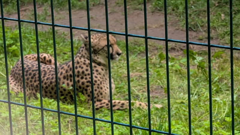 Spotted cheetah resting on lush green grass, viewed through a green metal zoo enclosure fence.