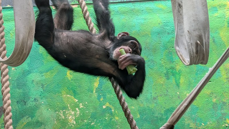 Chimpanzee hangs suspended from enclosure ropes, eating a celery stalk and looking curiously at the camera.
