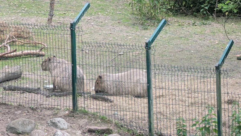 Two light brown capybaras, one standing one resting, inside a fenced outdoor zoo enclosure with d...