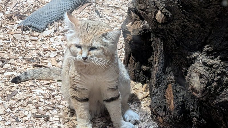 Fluffy sand cat with pale tan fur, striped legs, and black-tipped tail sits next to a gnarled tree stump on wood chip