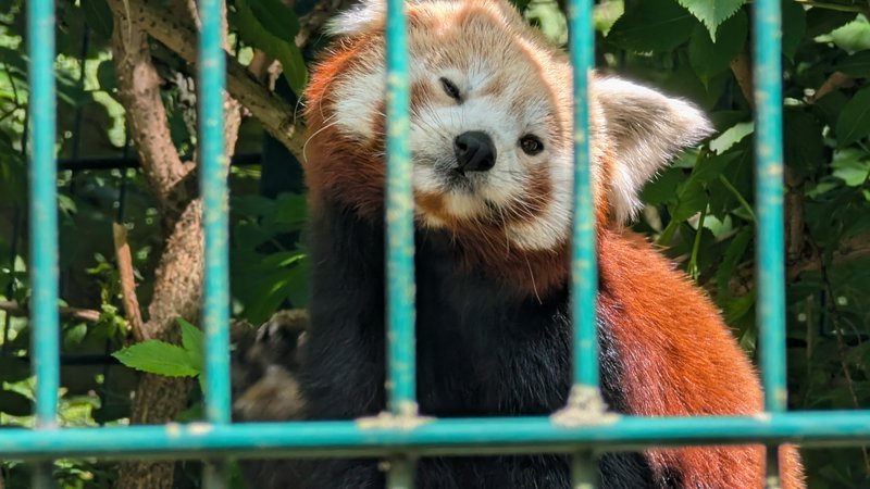 [Cute fluffy red panda tilts its head playfully while peering out from behind teal metal zoo enclosure bars]