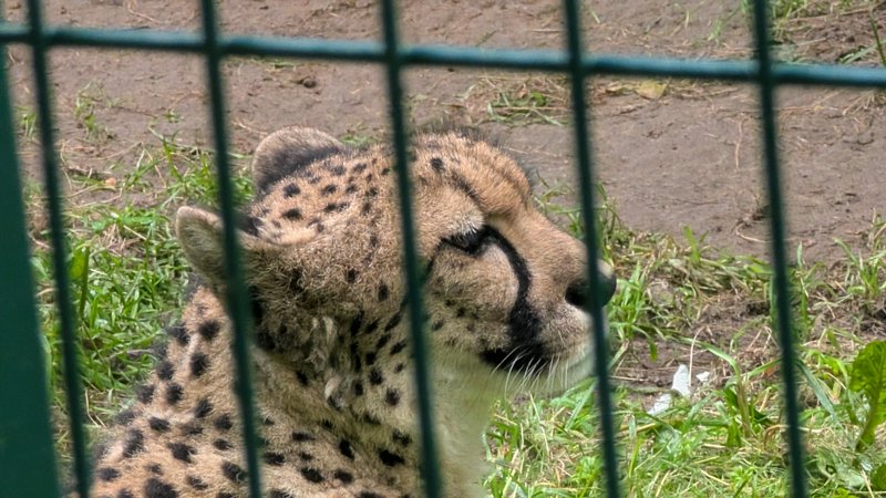 [Close-up profile of a spotted cheetah resting on grass, viewed through green metal zoo enclosure fencing]