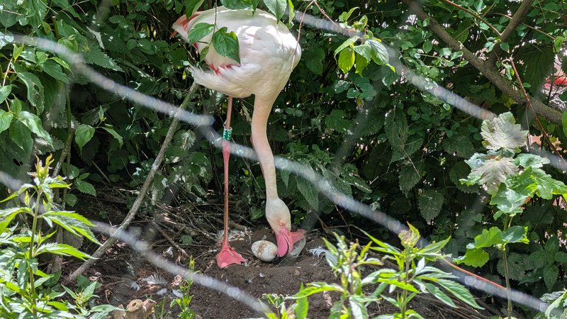 [Pale pink flamingo tends to its speckled nest egg in dense green foliage, viewed through blurred zoo enclosure netting]