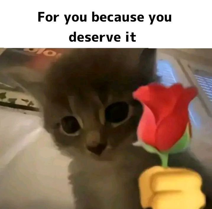 A gray kitten with big eyes being offered a red rose like a gift