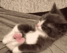 Black and white kitten cuddled up and sleeping on a wooden floor