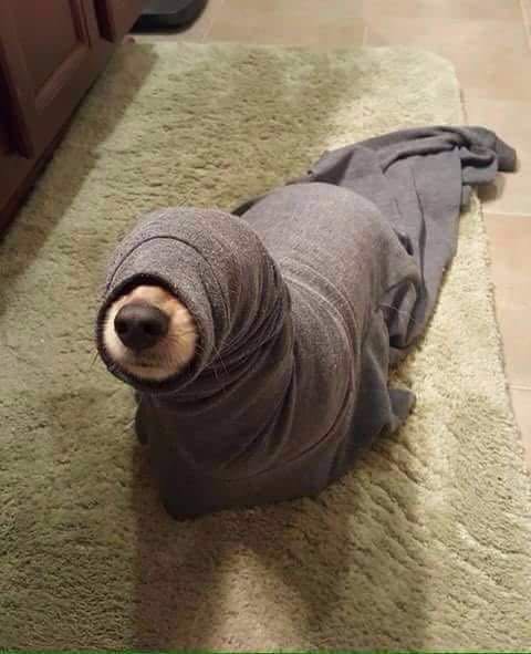 Dog wrapped in a gray blanket on a beige rug, snout peeking out.