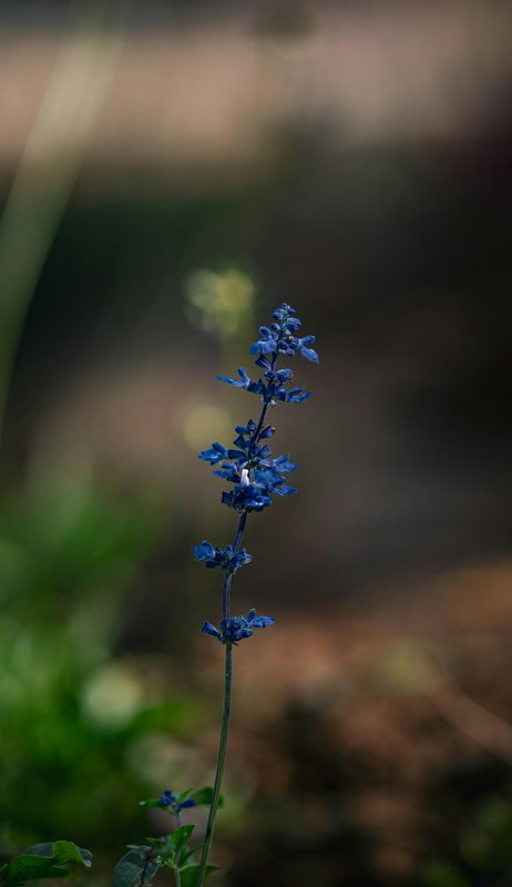 A single tall blue wildflower with small blossoms against a blurred natural background.