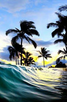 Silhouetted palm trees stand behind a curling turquoise ocean wave under a glowing golden and blu...
