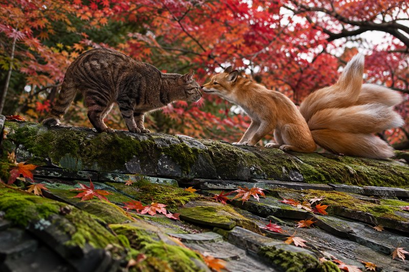 Striped tabby cat touches noses with a mythical three-tailed golden fox on a mossy stone rooftop under red autumn maple tr...