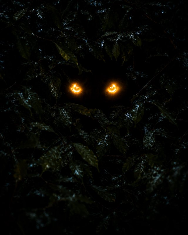 Spooky face formed of glossy wet dark leaves, with two glowing orange eyes peering from dark nighttime foliage
