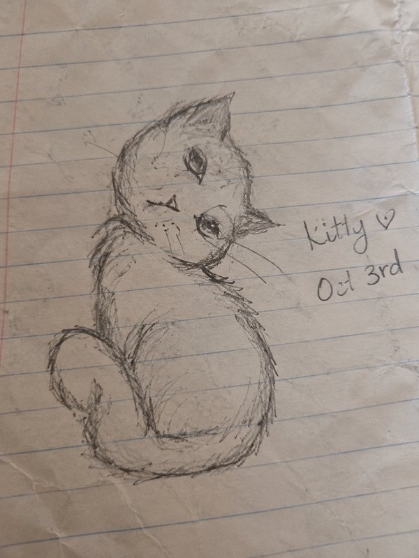 Loose pencil sketch of a fluffy head-tilting cat drawn on crumpled lined notebook paper