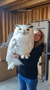 Person holding a large white snowy owl indoors, both facing the camera with the owl's yellow eyes visible.