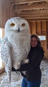 Person holding a large snowy owl indoors in a wooden shed or barn.