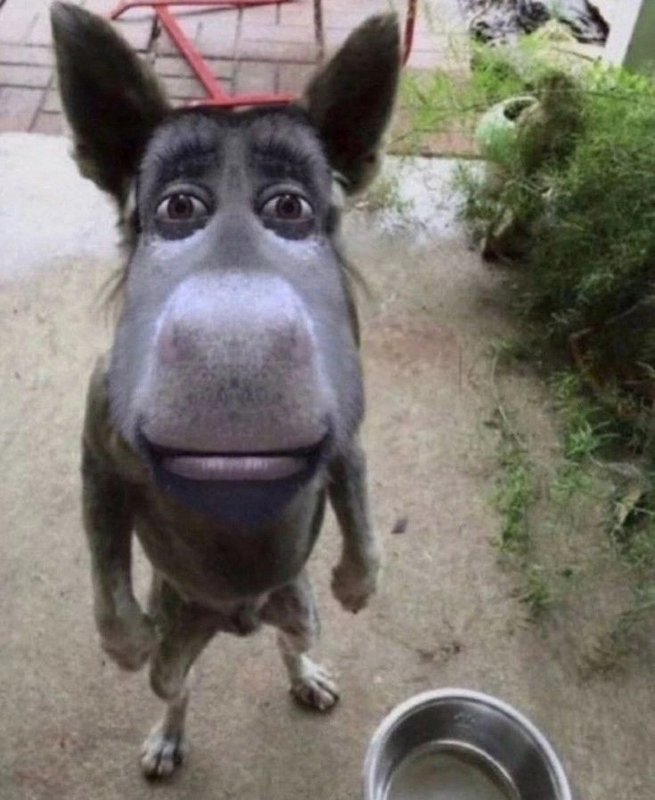 A comical donkey standing on a dirt patio, gazing up with wide, surprised eyes.