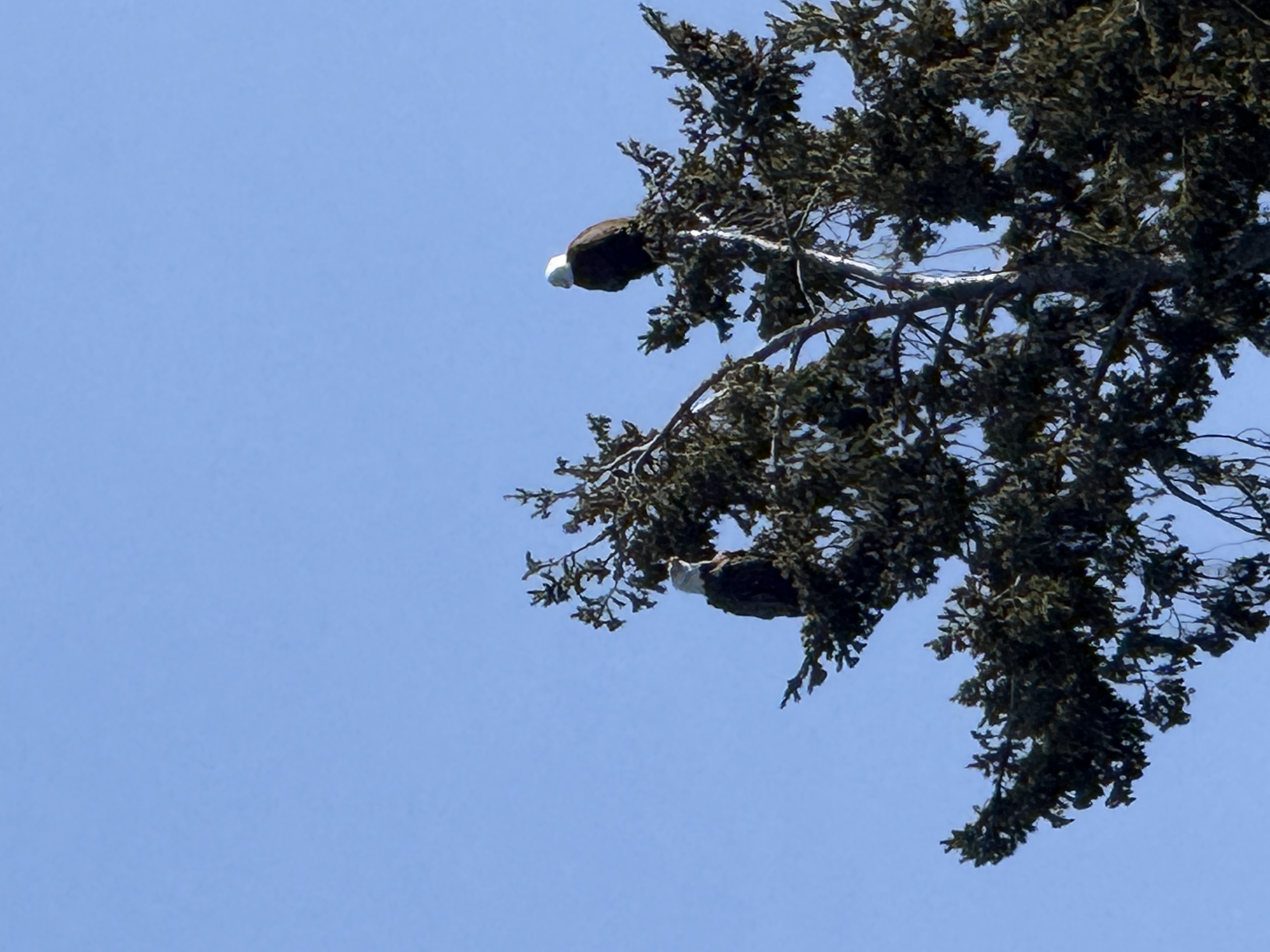 Two bald eagles perched on a pine branch against a clear blue sky