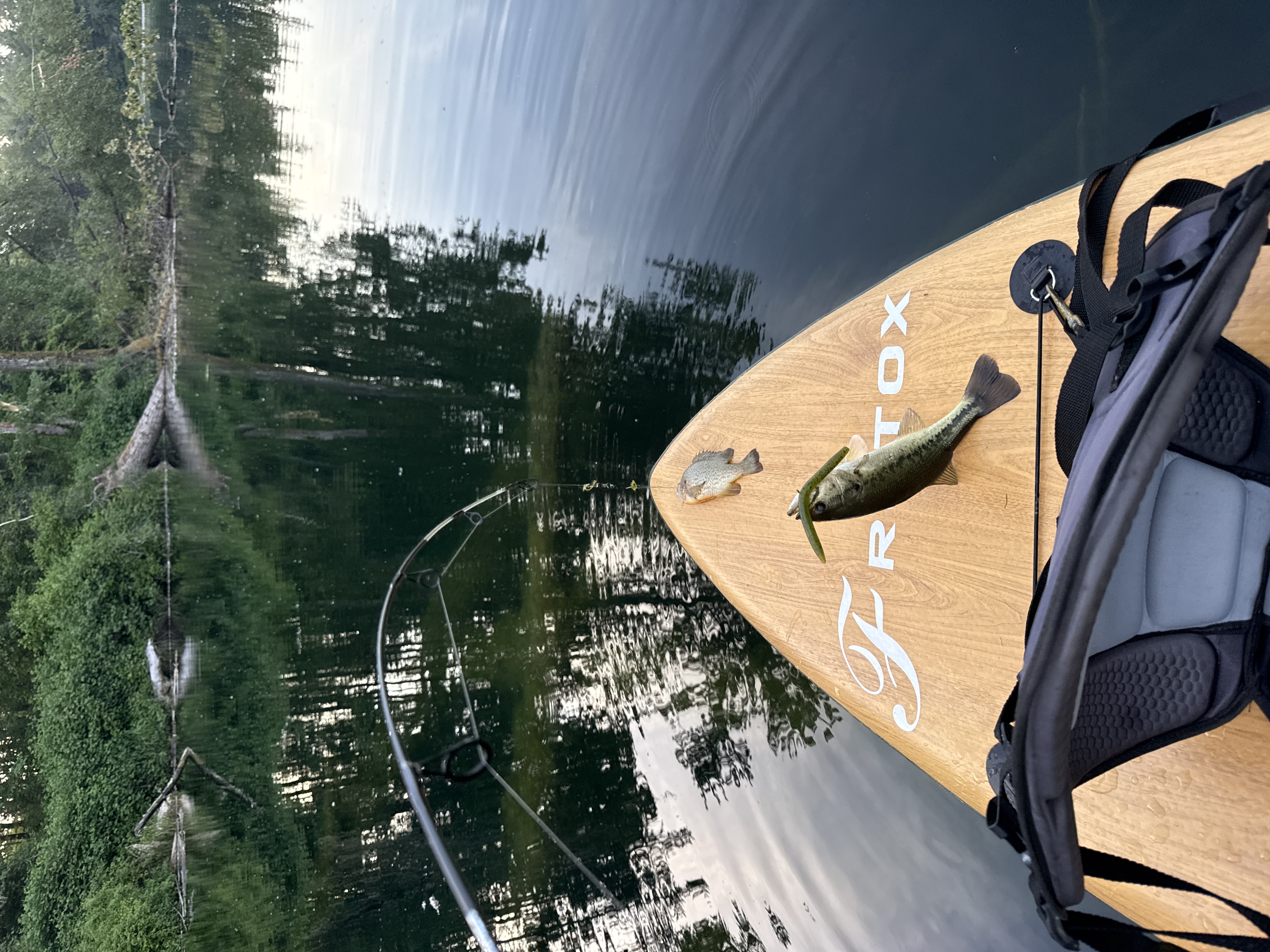 Paddleboard on a calm lake with a small fish resting on the board, forest reflections in the water.