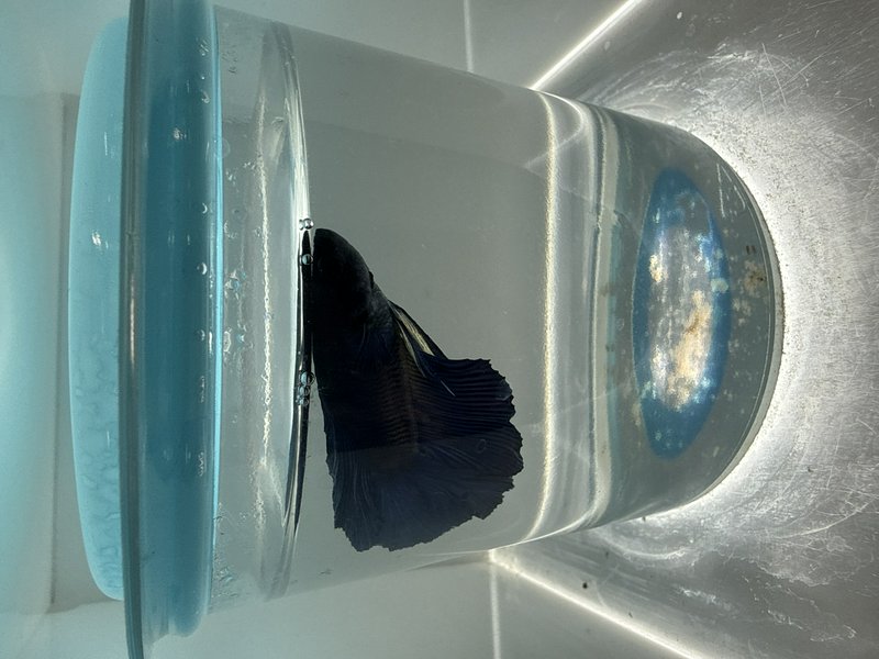 Small dark betta fish with flowing fins inside a clear plastic container with a blue lid.