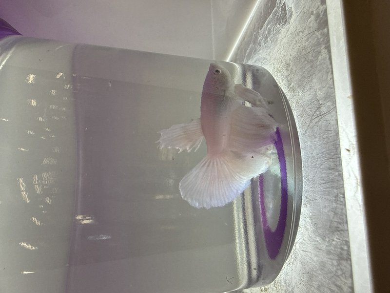 White/pale pink betta fish in a cylindrical glass jar with water and a purple ring inside.