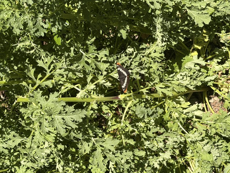 Black butterfly with white wing stripes and orange wingtips perched on dense, bright green leafy garden foliage