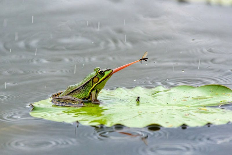 Green frog on a lily pad catching an insect with its long orange tongue in light rain.