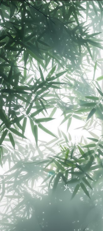Bamboo leaves silhouetted with sunlight filtering through a green canopy.