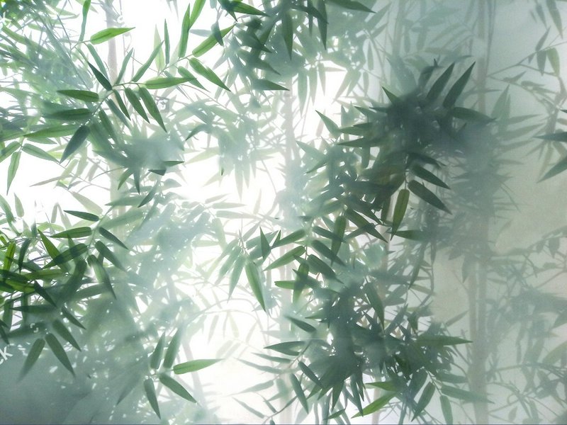 Bamboo leaves silhouetted against soft backlight with a hazy, tranquil mood.