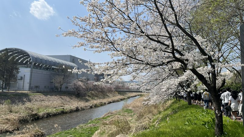 Riverside path lined with blooming cherry blossom trees and a modern curved-roof building in the ...
