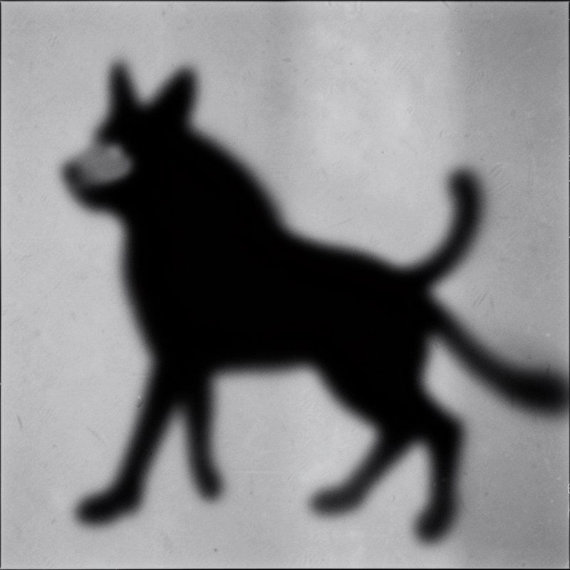 Blurry black dog silhouette with a strange double tail against a grainy light grey background