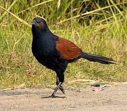Glossy black bird with brown wings walking on a dirt path in a grassy area.