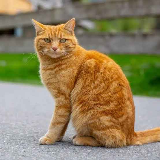 Orange tabby cat sitting on a paved outdoor surface with a blurred green background.