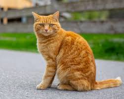 Orange tabby cat sitting on a paved road with green grass and a wooden fence in the background.
