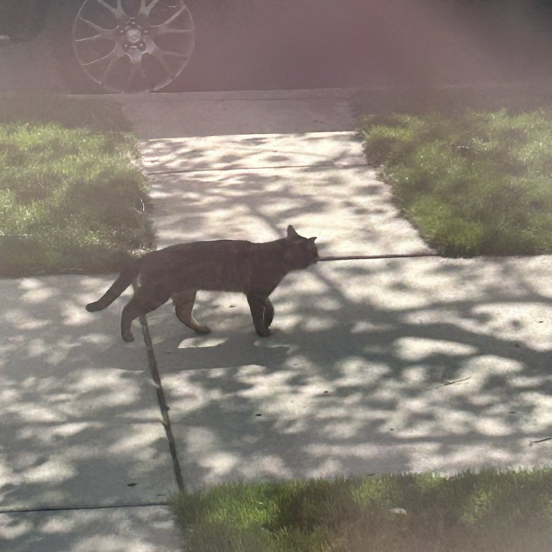 A dark tabby cat walking along a sunlit concrete sidewalk, with grass on either side.