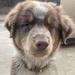 Close-up front-facing portrait of a fluffy merle Australian Shepherd puppy looking directly at th...