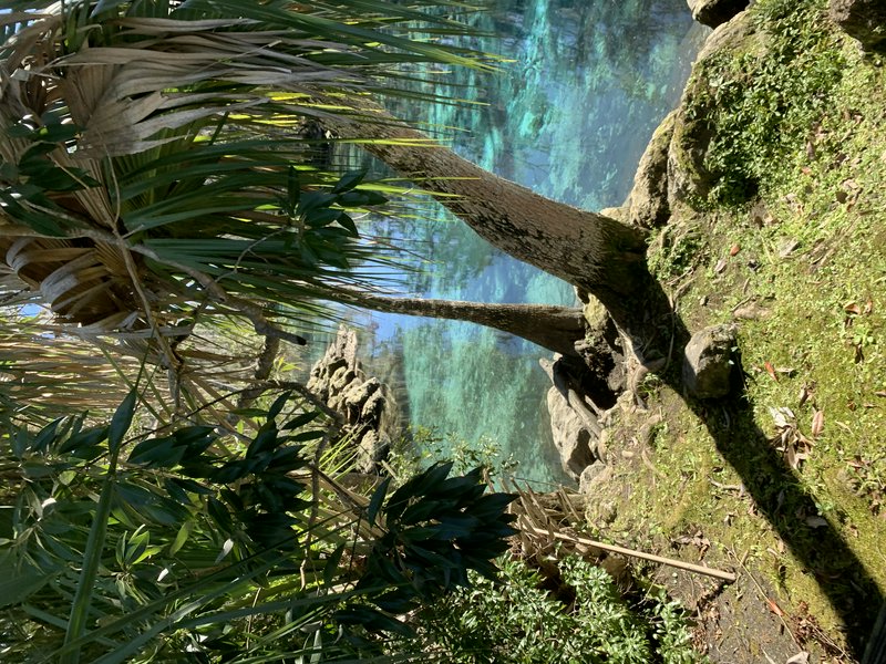 Turquoise lake framed by rocky cliffs with a leaning tree and lush foreground plants