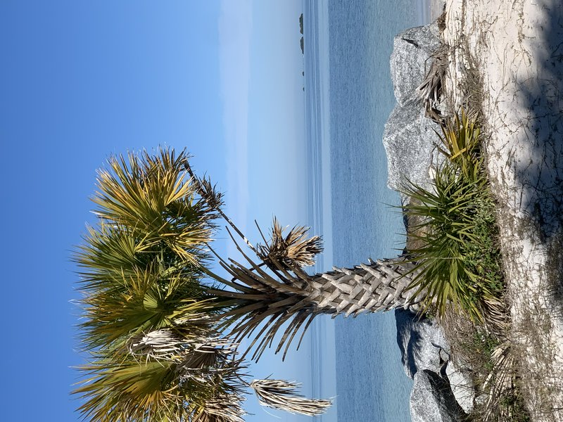 A coastal scene featuring a curved palm tree growing among rocks by clear blue sea under a bright...
